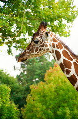 Giraffes animals stand on green grass near trees in summer