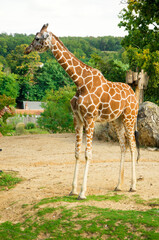 Giraffes animals stand on green grass near trees in summer