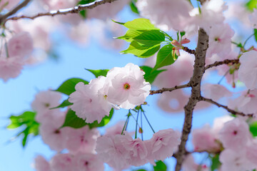 八重桜アップ