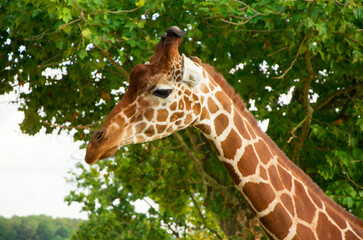 Giraffes animals stand on green grass near trees in summer