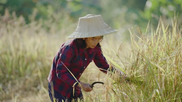 Happy Asian farmer harvesting golden rice in her paddy field. 