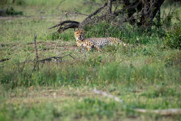 A relaxed, lazy cheetah lies in the shade of a tree in the wilderness.