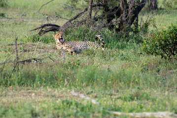 A cheetah lying on its side under a tree yawns widely as its tail is flicked up.