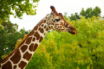 Giraffes animals stand on green grass near trees in summer
