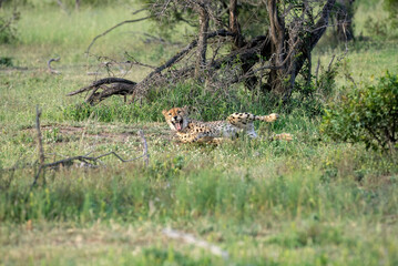 Under a woody thorn bush, a lazy cheetah lies on its side, yawning widely and showing its tongue and teeth. 