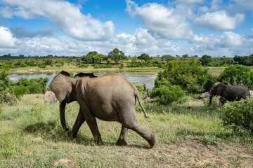 A panoramic view of elephants walking through the green bush down to the Crocodile River.