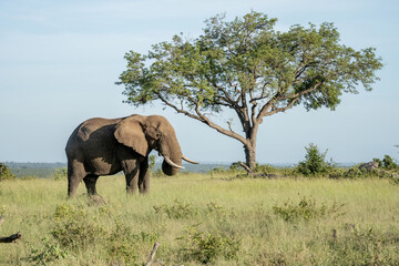 Fototapeta na wymiar An elephant with its trunk lifted to its mouth stands in a panoramic landscape of the African bush.