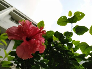 flower in the garden