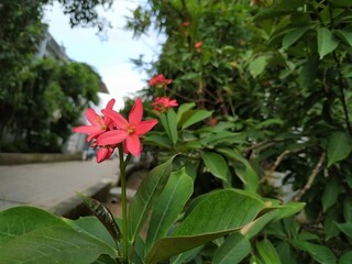 red flowers in the garden
