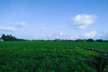 Obraz premium field and sky