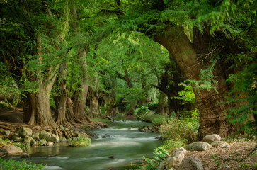 Entrada al portal de los ahuehuetes