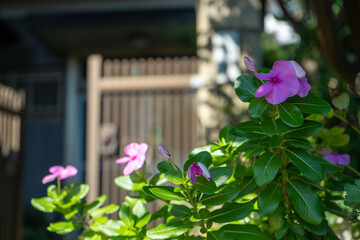夏の玄関前に、アクセントを与えるピンクのニチニチソウ