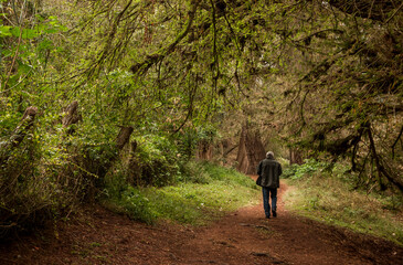 Paseo en los ahuehuetes