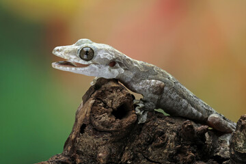Obraz premium Flying gecko sitting on wood, aggressive reptile that likes to bite, gecko lizard family, animals closeup