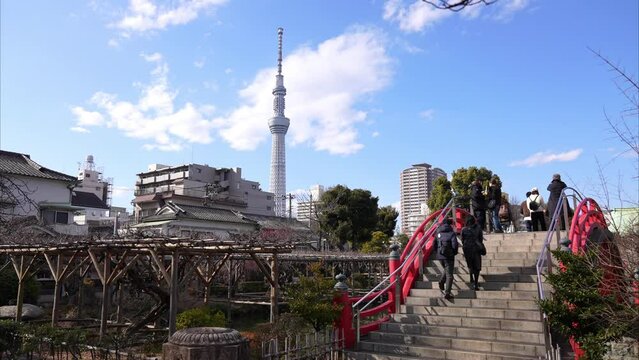 梅まつり，亀戸天神の境内には、道真が好んだ梅が300本以上植えられている。さらに境内の本殿前には、道真公が5歳で詠まれた「美しや紅の色なる梅の花あこが顔にもつけたくぞある」という歌碑と銅像がある。