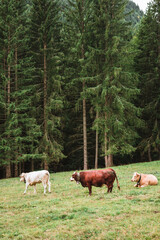 Three cows enjoying the green grass in the Alps