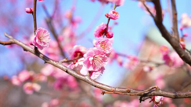 梅まつり，亀戸天神の境内には、道真が好んだ梅が300本以上植えられている。さらに境内の本殿前には、道真公が5歳で詠まれた「美しや紅の色なる梅の花あこが顔にもつけたくぞある」という歌碑と銅像がある。
