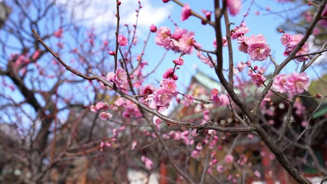 梅まつり，亀戸天神の境内には、道真が好んだ梅が300本以上植えられている。さらに境内の本殿前には、道真公が5歳で詠まれた「美しや紅の色なる梅の花あこが顔にもつけたくぞある」という歌碑と銅像がある。