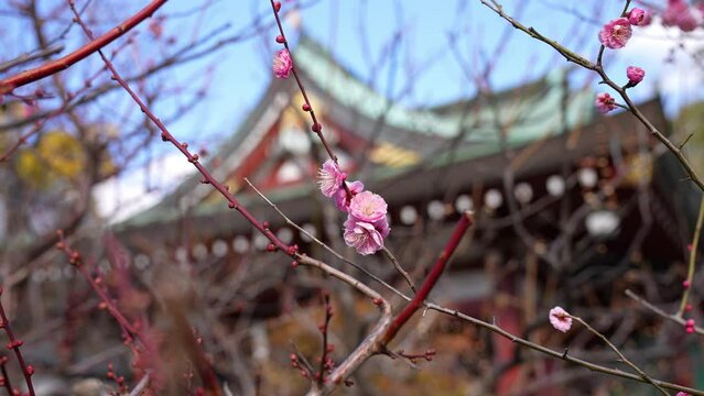 梅まつり，亀戸天神の境内には、道真が好んだ梅が300本以上植えられている。さらに境内の本殿前には、道真公が5歳で詠まれた「美しや紅の色なる梅の花あこが顔にもつけたくぞある」という歌碑と銅像がある。