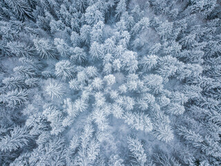 Aerial view of  winter forest and snow covered pine trees. Snowy landscape from above.  
