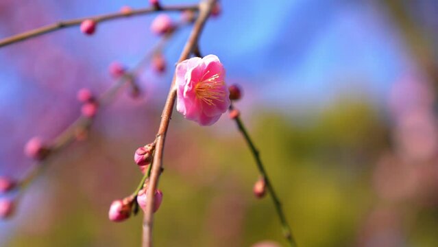 梅まつり，亀戸天神の境内には、道真が好んだ梅が300本以上植えられている。さらに境内の本殿前には、道真公が5歳で詠まれた「美しや紅の色なる梅の花あこが顔にもつけたくぞある」という歌碑と銅像がある。