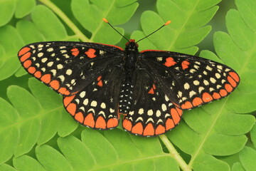 Baltimore checkerspot butterfly (euphydryas phaeton) on fern