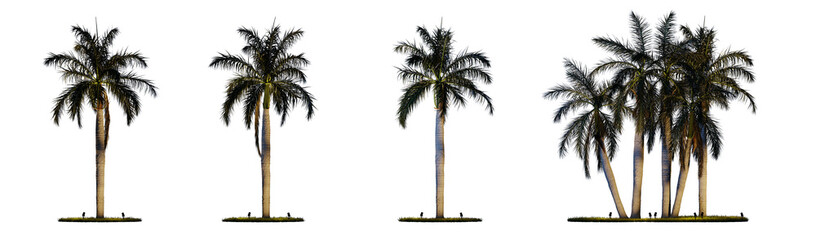 Night scene landscape element for 3d Architectural visualization. Roystonea regia palm tree with outdoor up lighting isolated on transparent background. 3d rendering illustration. PNG format  © TOP LAYER STUDIO