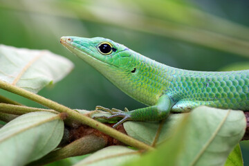Emerald tree skink on branch, green lizard close up