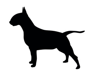 Bull terrier silhouette of a standing dog Isolated vector illustration of a bull terrier. Dog breed bull terrier