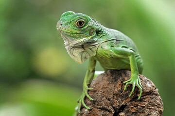 Fototapeta premium baby green iguana on a branch, iguana on a tree, animals close up