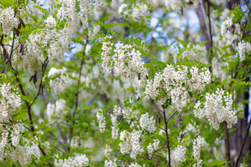 Blooming acacia branches with flowers in spring, selective focus