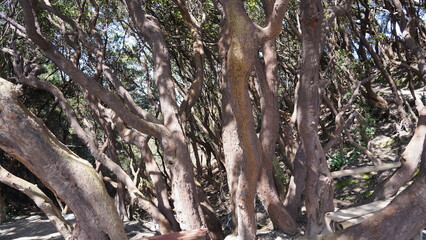 tree in the woods
