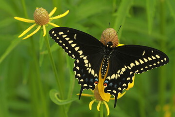 Eastern black swallowtail butterfly male (papilio polyxenes) on a yellow headed coneflower (Ratibida pinnata)
