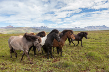 Icelandic horses graze in a scenic field with mountains in the background.