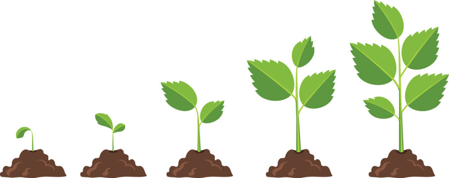 Plant growth stages icons. Cartoon nature proccess