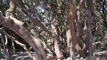 Obraz premium tree in the woods