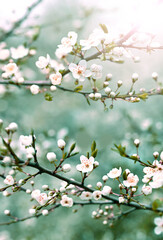 Flowering branches and petals on a blurred background,