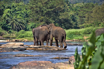 Elephant pair in river. Indian elephant (Elephas maximus) courtship of male placing his trunk on...