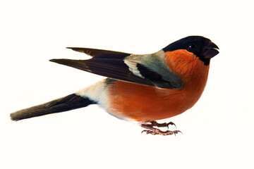 Bullfinch (Pyrrhula pyrrhula ). This bird is recognizable by its red color among the black and...