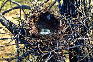 Nidology, study of birds nest. Hooded crow (Corvus cornix) nest. Clutch of 4 eggs. Hatching tray is...
