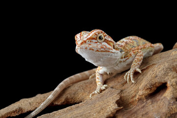 bearded dragon sitting on wood, cute lizard on black background, animals closeup