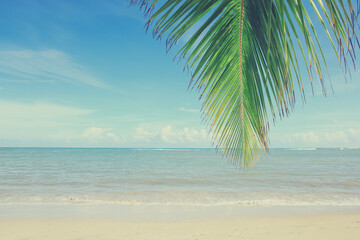 Fototapeta na wymiar Palm tree branch and Caribbean sea . Travel background.