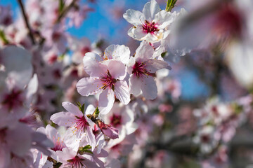 Fototapeta na wymiar Close up of pink almond blossoms in Rhineland-Palatinate on a sunny spring day