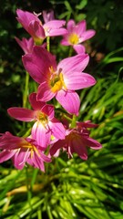 pink and white flower