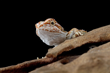 bearded dragon sitting on wood, cute lizard on black background, animals closeup
