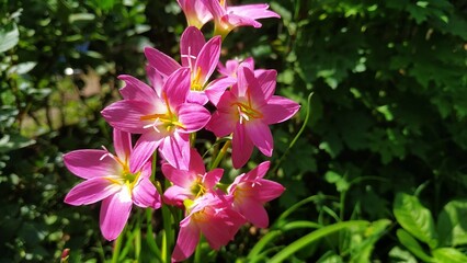 pink flowers in the garden
