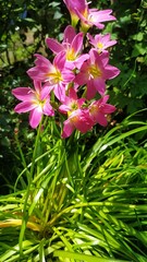 pink and white flowers