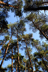 trees in the forest