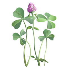 A set of leaves and flowers of a fern in a botanical style, a symbol of the holiday of St. Patrick's Day