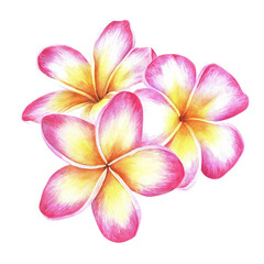 Fototapeta na wymiar Composition of plumeria flowers. Frangipani. Watercolor botanical illustration. Isolated on a white background. For packaging design of cosmetics, perfume. Greeting cards, travel brochures, stickers